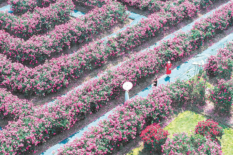 千畝月季花海引客來