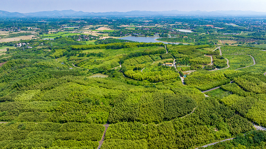 空中鳥瞰800畝竹林搖曳。沈?qū)W奇攝