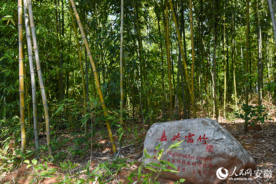 在這里，不同的竹子品種都有相關(guān)介紹。人民網(wǎng)記者 李希蒙攝