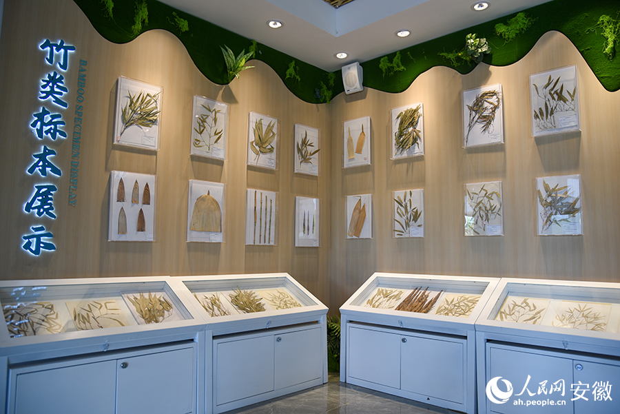 資源庫(kù)的展覽館中，展示著各種竹類(lèi)標(biāo)本。人民網(wǎng)記者 李希蒙攝