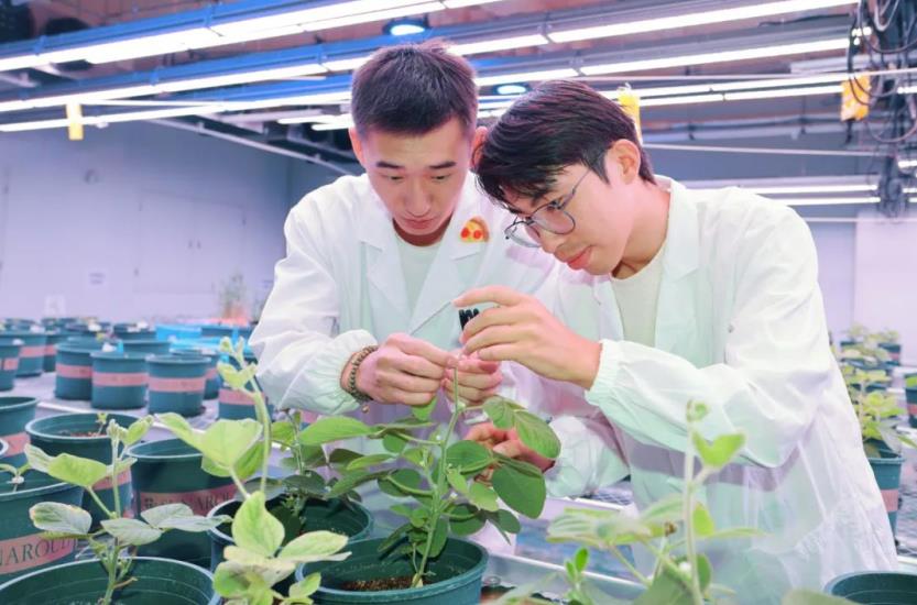 育種實驗。埇橋區(qū)委宣傳部供圖