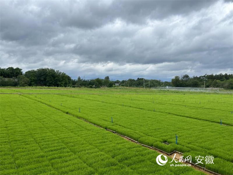 水稻秧苗。人民網(wǎng)記者 高飛躍攝