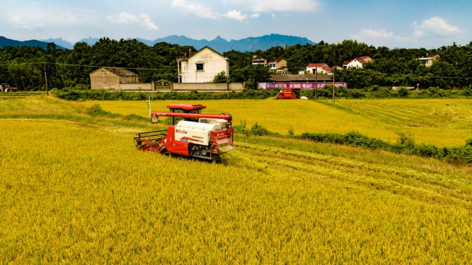 安徽青陽(yáng)：2025年早稻全面開(kāi)鐮收割