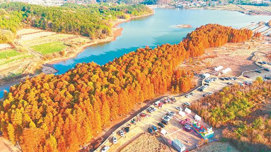 安徽懷寧縣：濕地紅杉林 冬景美如畫