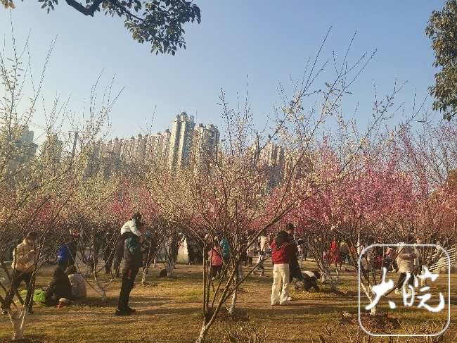 2月26日，合肥市天氣晴朗，吸引很多人出來賞花。
