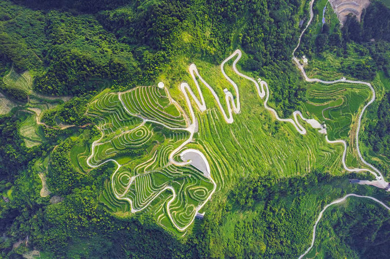 張家界莓茶核心產(chǎn)區(qū)航拍圖。張家界市永定區(qū)委宣傳部供圖