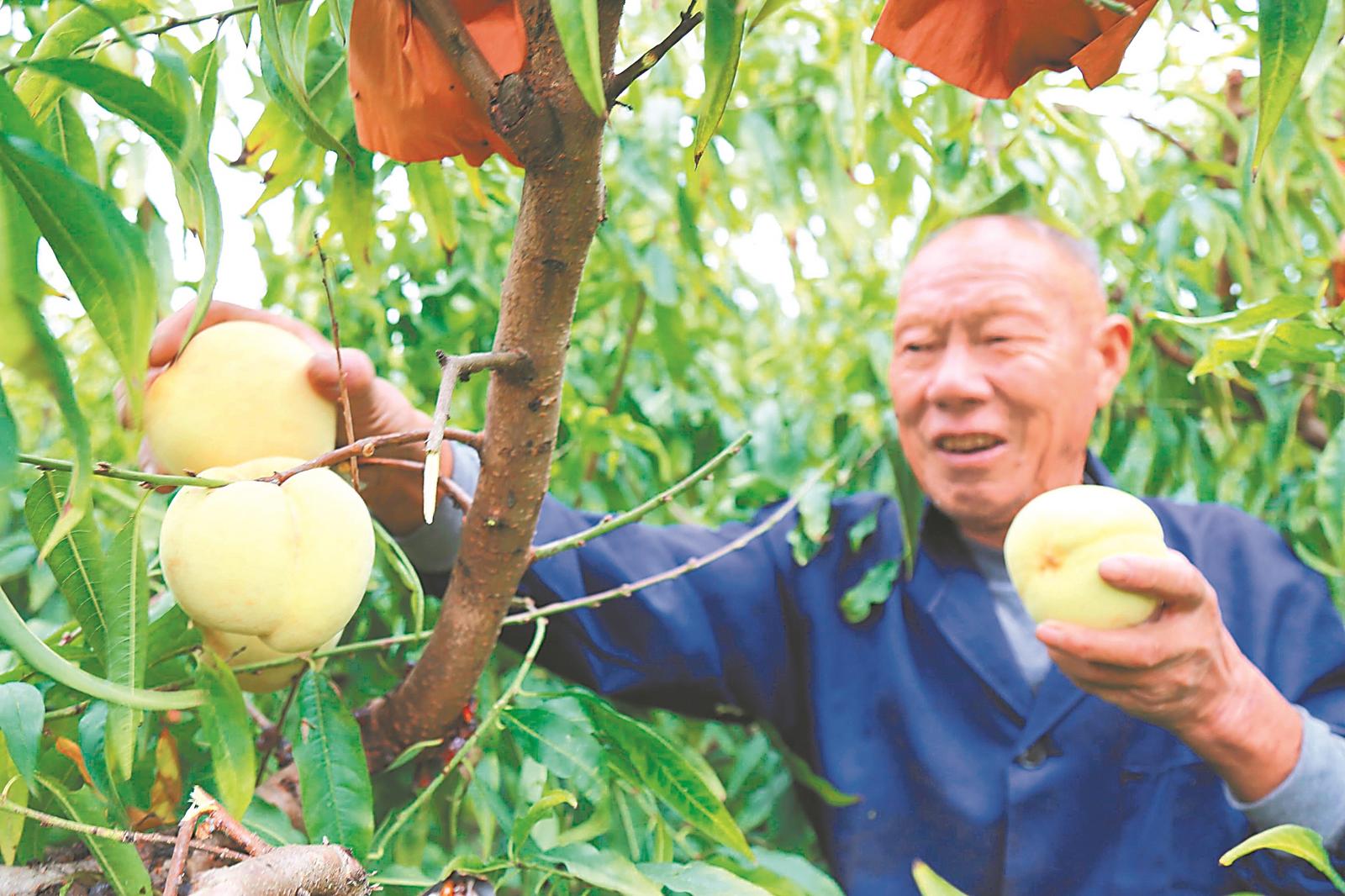 特色農(nóng)業(yè)繪就豐收景